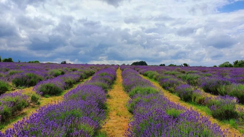 220628114912-04-lavender-fields